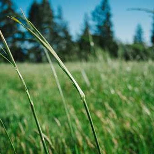 Residential Floor Plan 1 image 1